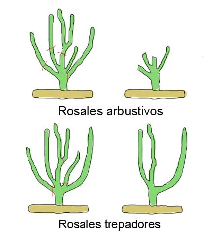 rosal